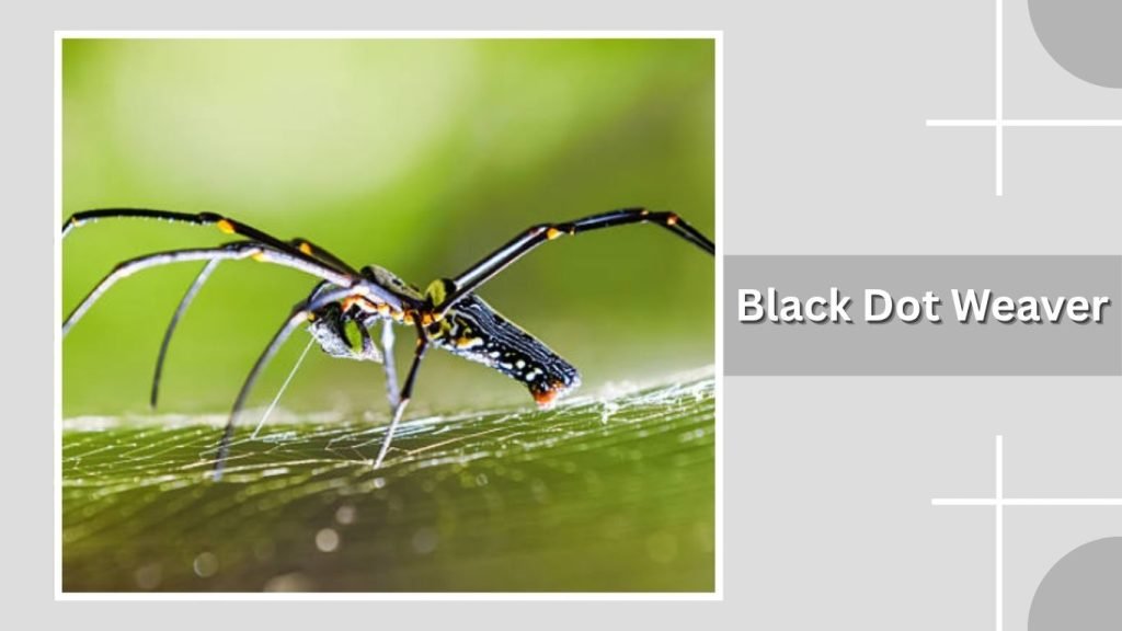  Black Dot Weaver