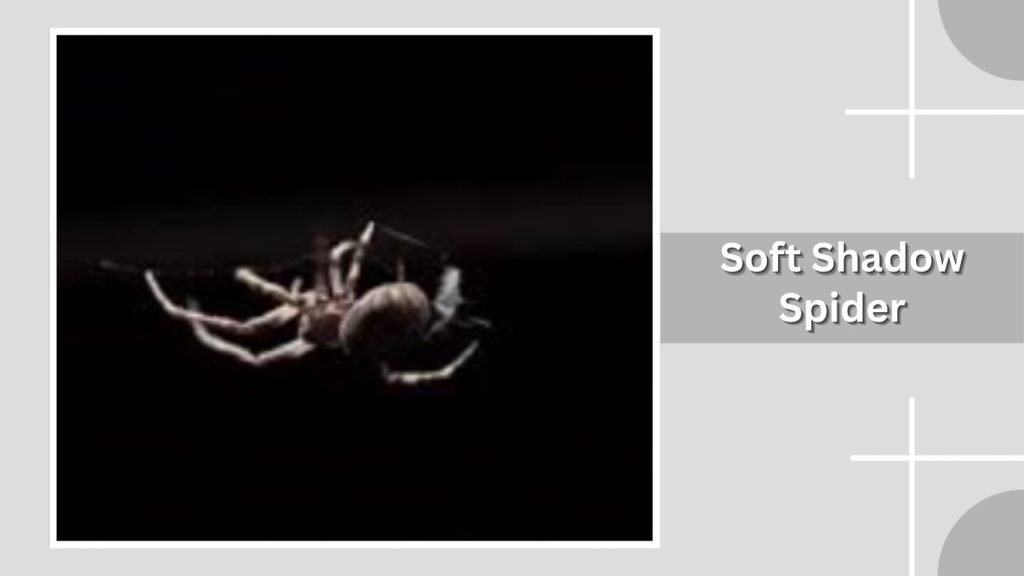 Soft Shadow Spider