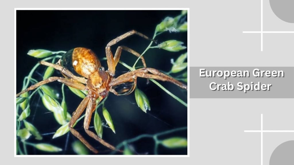 European Green Crab Spider