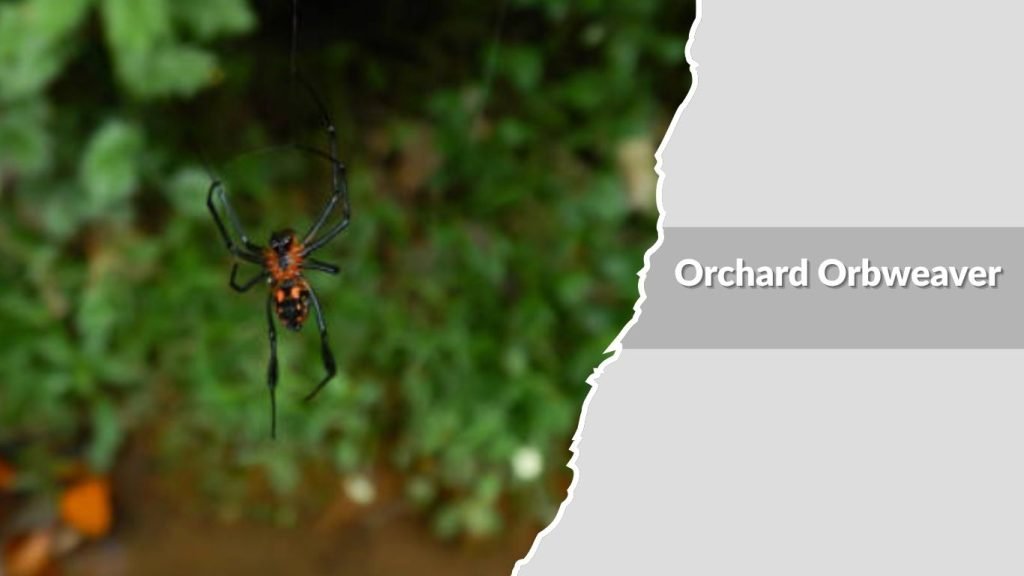 Orchard Orbweaver