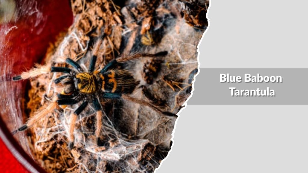 Blue Baboon Tarantula