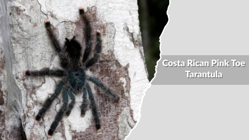 Costa Rican Pink Toe Tarantula