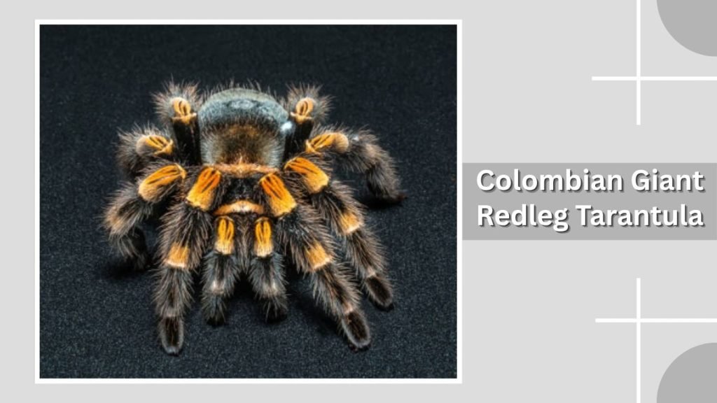 Colombian Giant Redleg Tarantula
