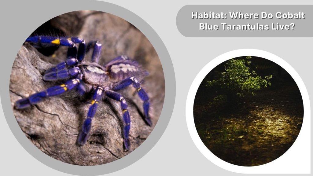 Habitat: Where Do Cobalt Blue Tarantulas Live?