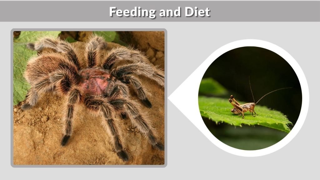 Feeding and Diet