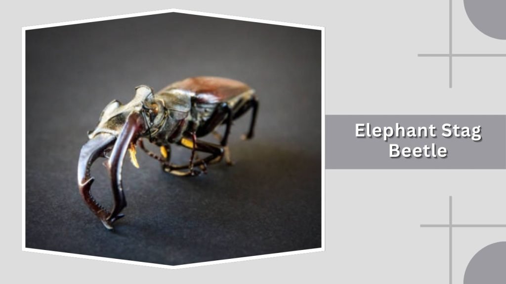 Elephant Stag Beetle