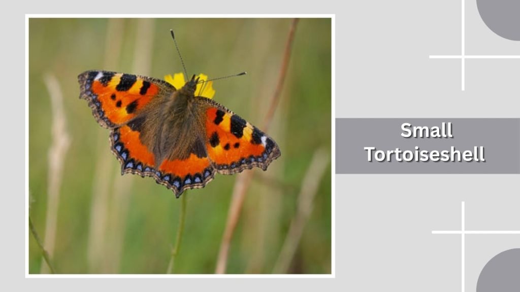 Small Tortoiseshell
