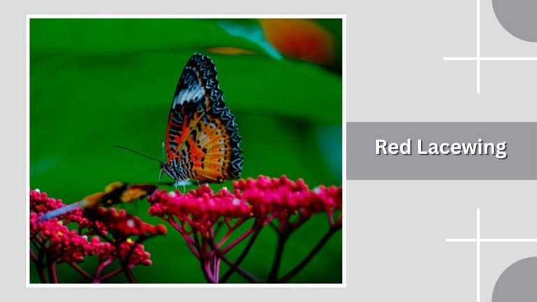 15 Types of Red Butterflies: Identification with Pictures