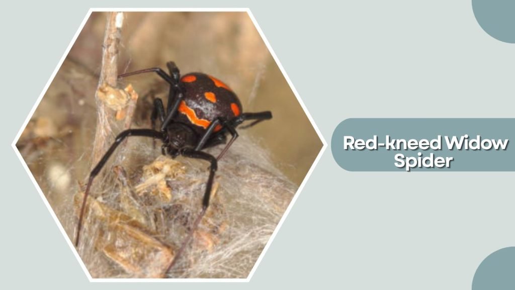 Red-kneed Widow Spider