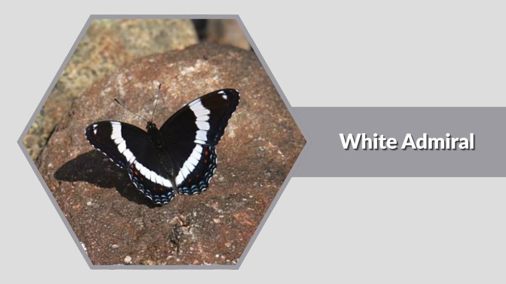  White Admiral