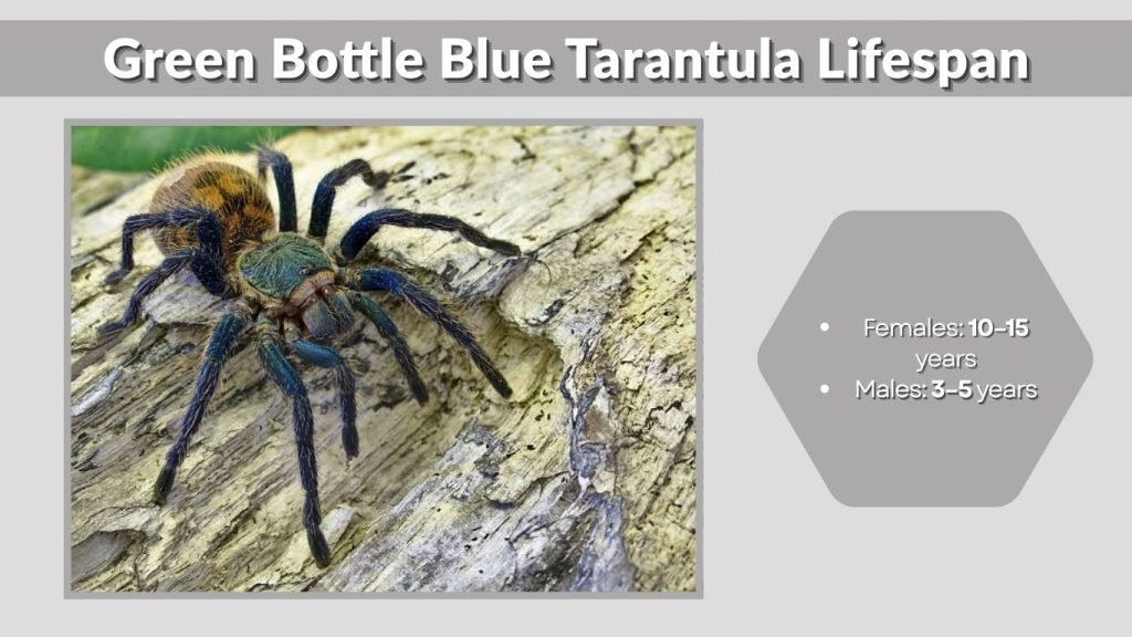 Green Bottle Blue Tarantula Lifespan