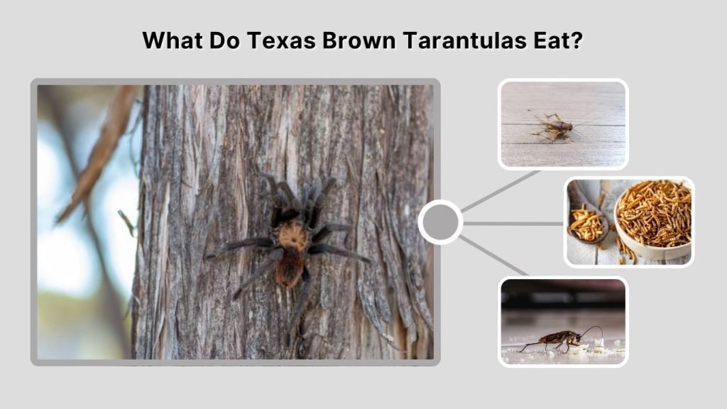 What Do Texas Brown Tarantulas Eat?