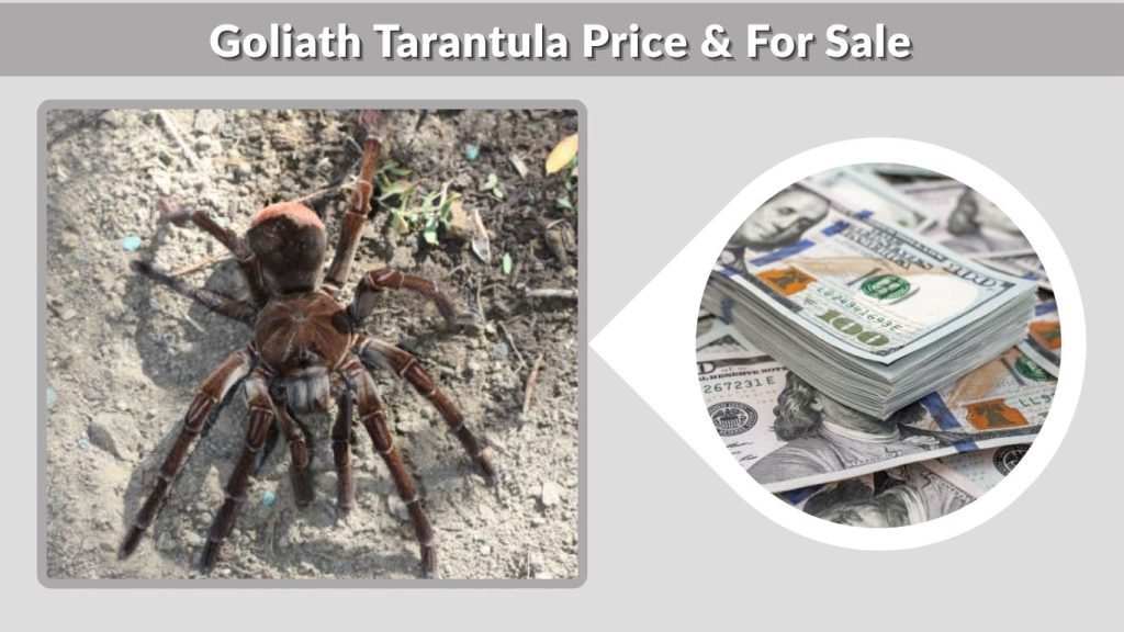 Goliath Tarantula Price & For Sale