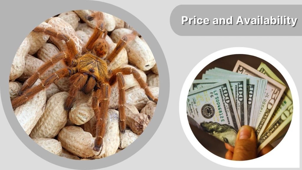 Price and Availability
