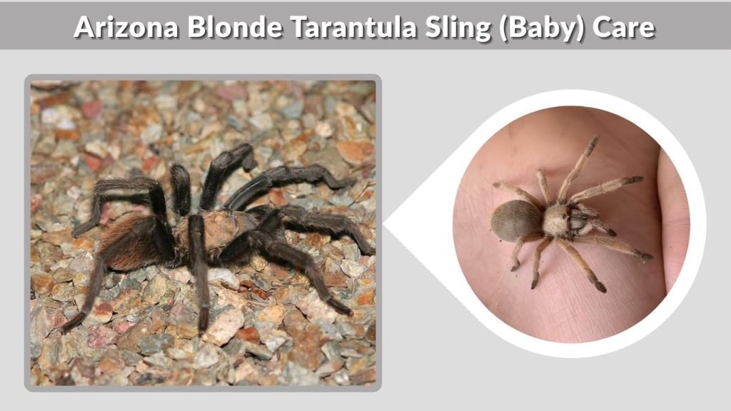 Arizona Blonde Tarantula Sling (Baby) Care