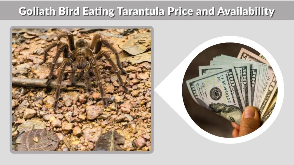 Goliath Bird Eating Tarantula Price and Availability