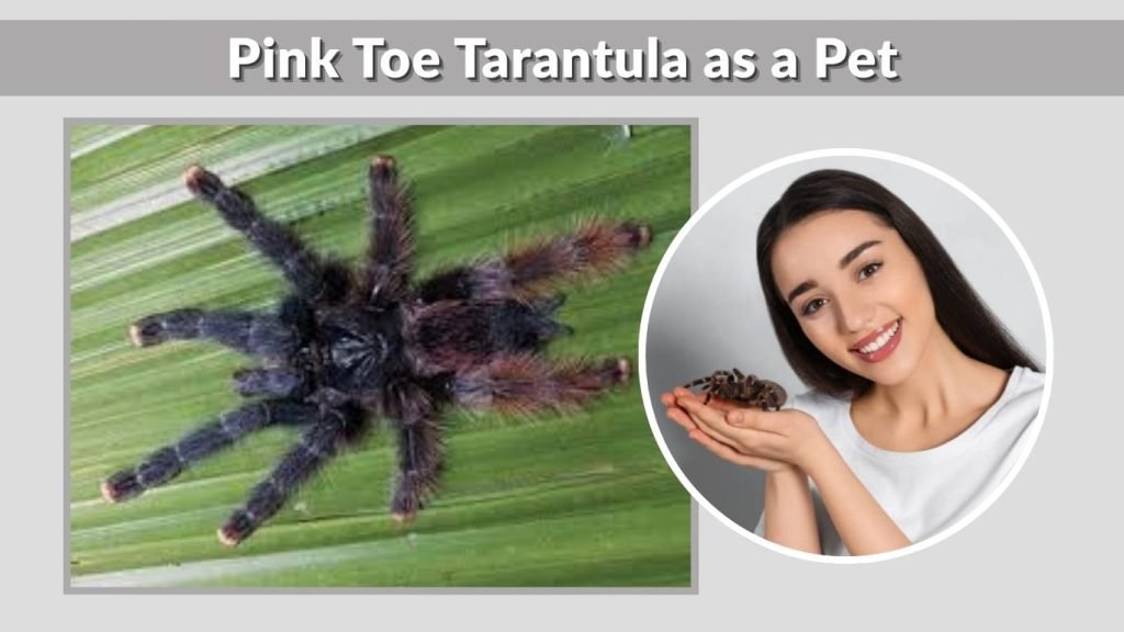 Pink Toe Tarantula as a Pet