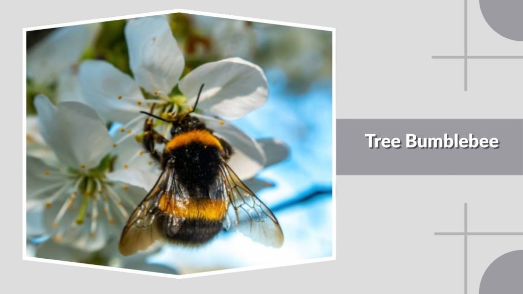  Tree Bumblebee