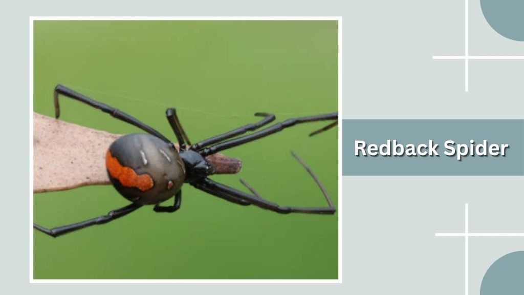  Redback Spider