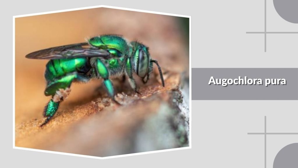 Augochlora pura
