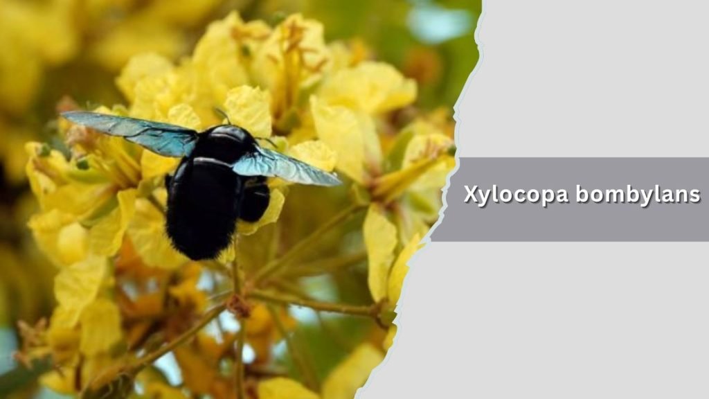 Xylocopa bombylans