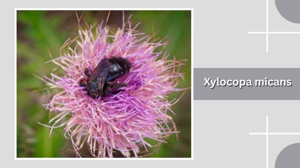 Xylocopa micans