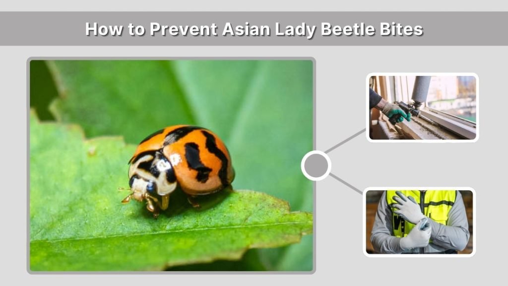 How to Prevent Asian Lady Beetle Bites