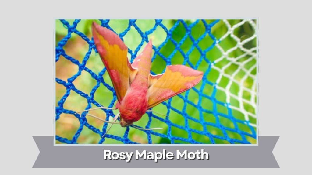  Rosy Maple Moth