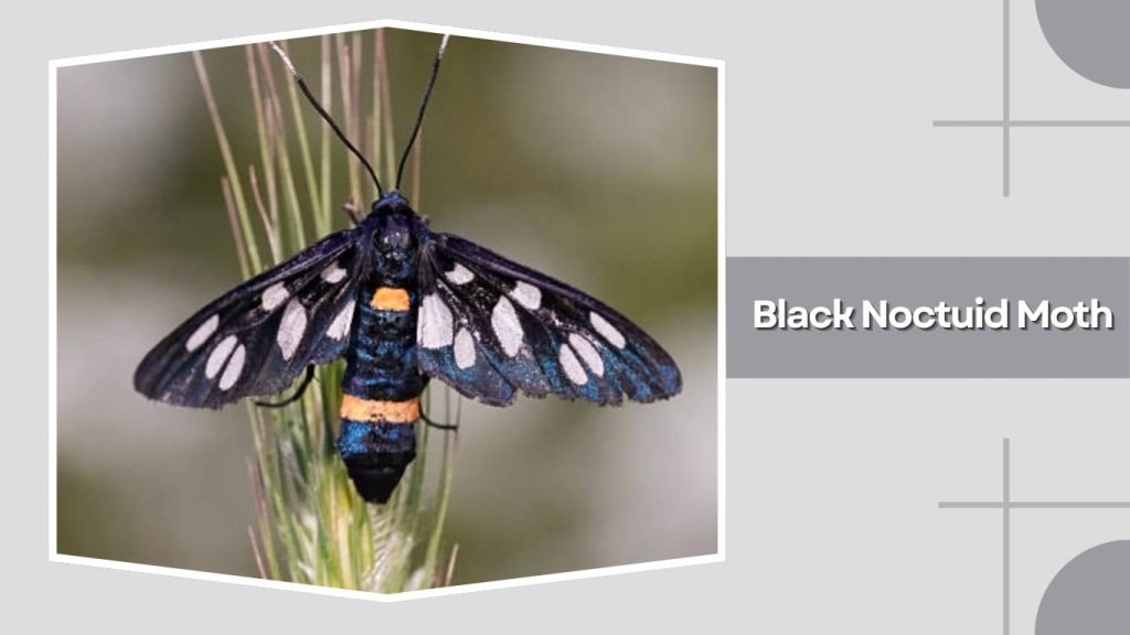 Black Noctuid Moth