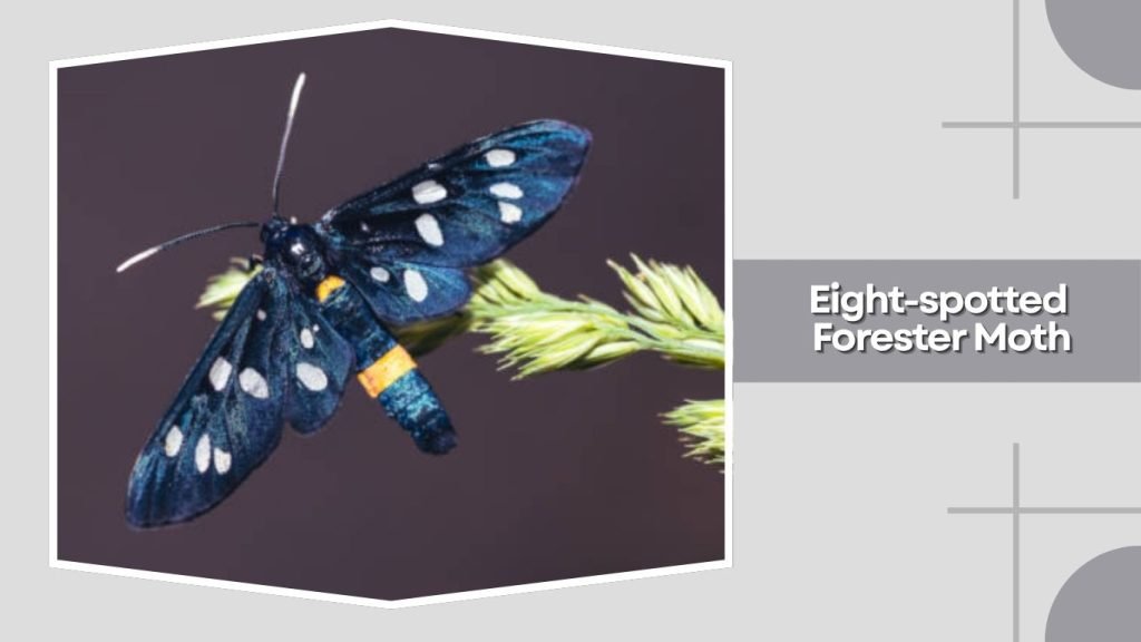 Eight-spotted Forester Moth