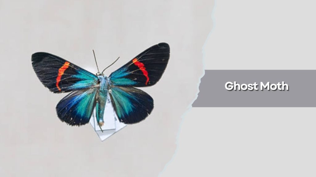 Ghost Moth