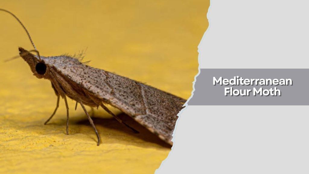  Mediterranean Flour Moth