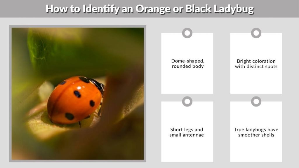 How to Identify an Orange or Black Ladybug