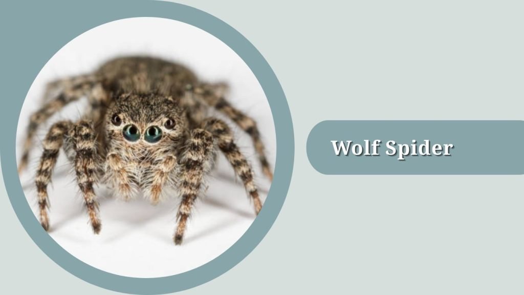  Wolf Spider