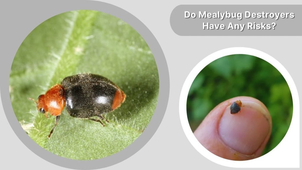 Do Mealybug Destroyers Have Any Risks?