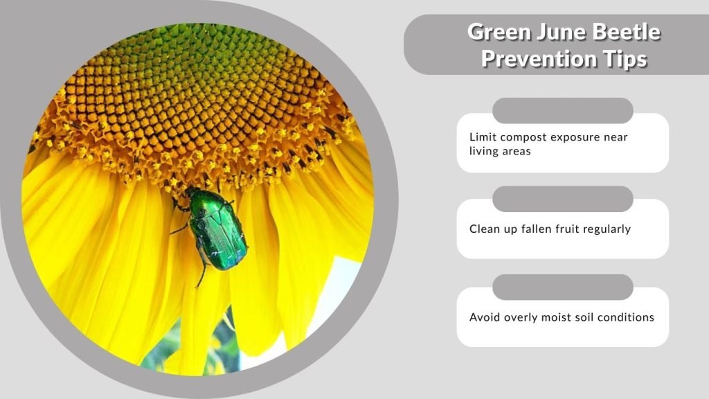 Green June Beetle Prevention Tips