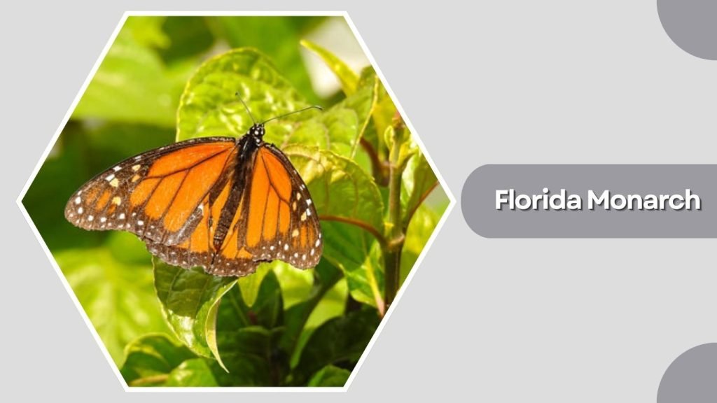 Florida Monarch