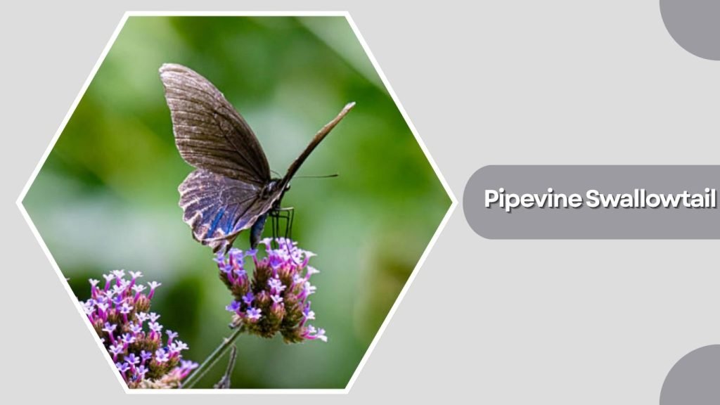 Pipevine Swallowtail