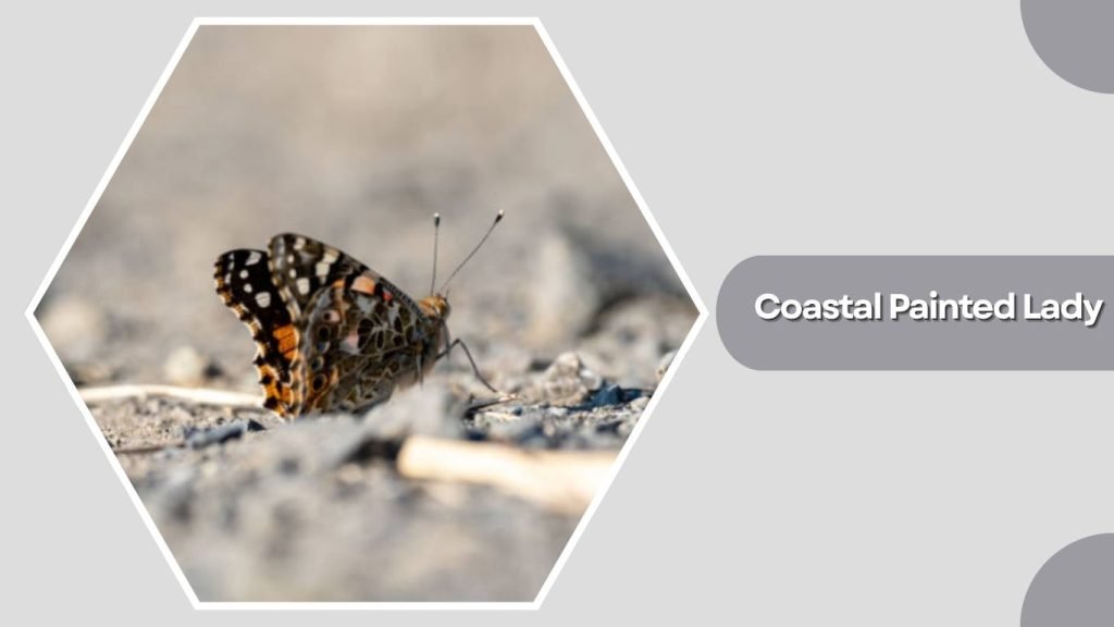 Coastal Painted Lady