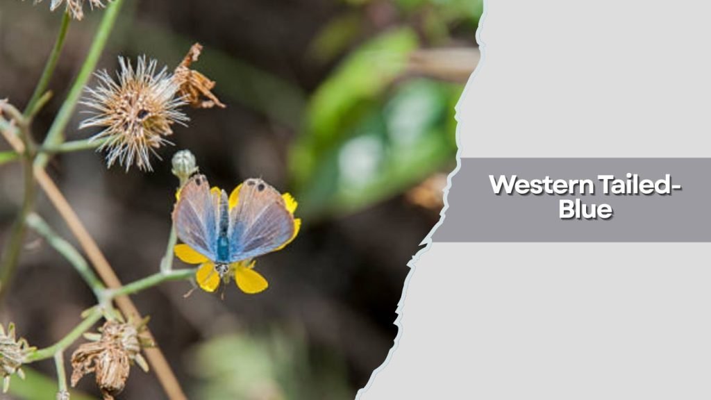 Western Tailed-Blue