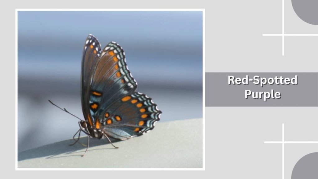 Red-Spotted Purple