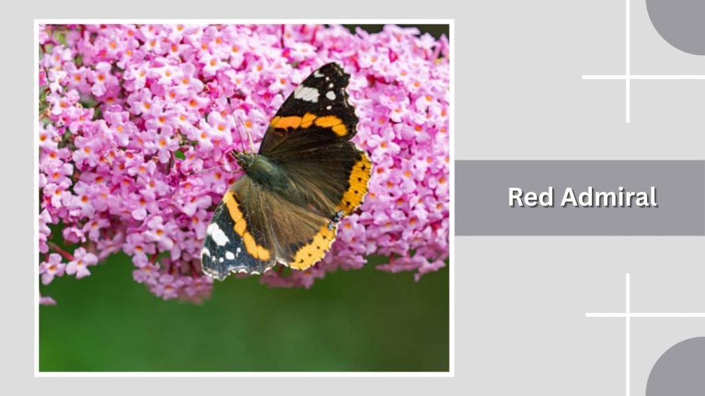  Red Admiral