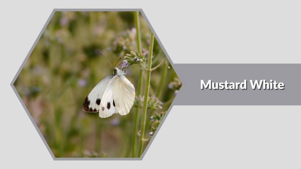 Mustard White