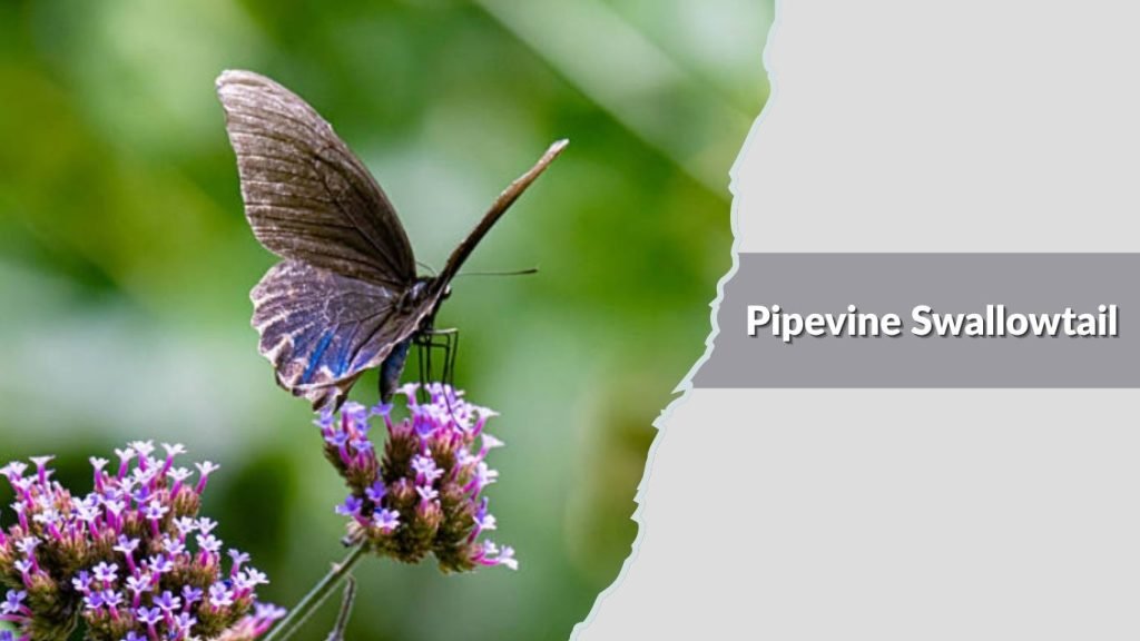  Pipevine Swallowtail