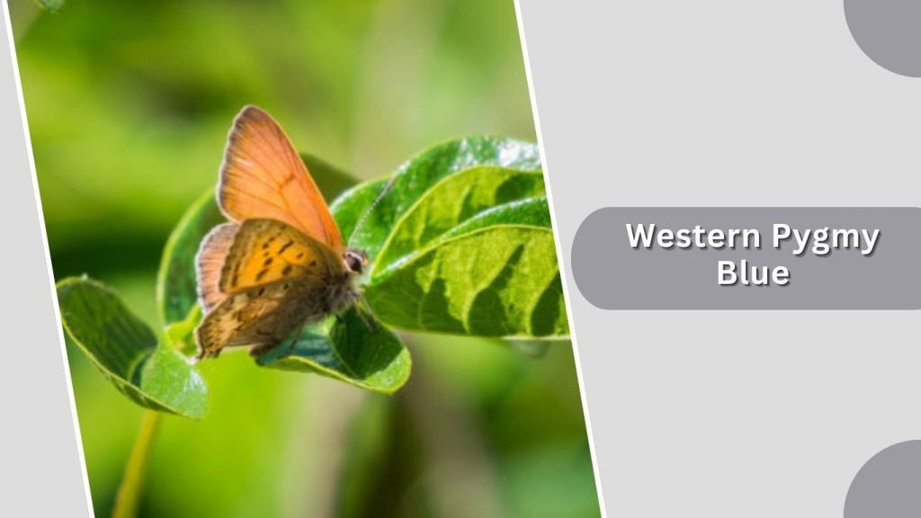  Western Pygmy Blue