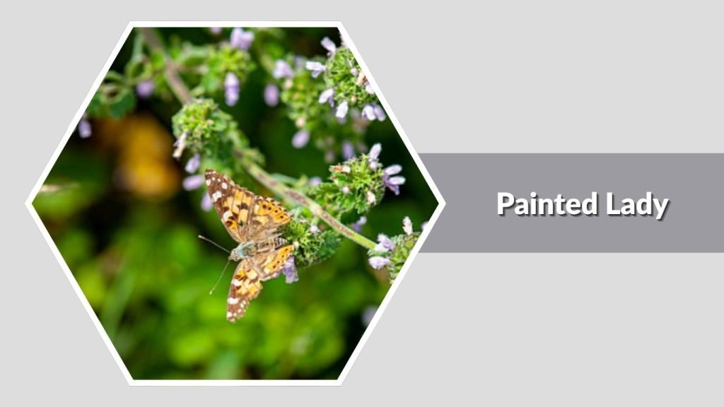 Painted Lady