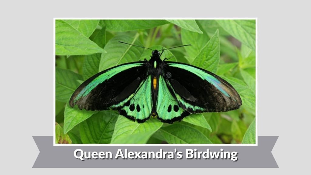 Queen Alexandra’s Birdwing