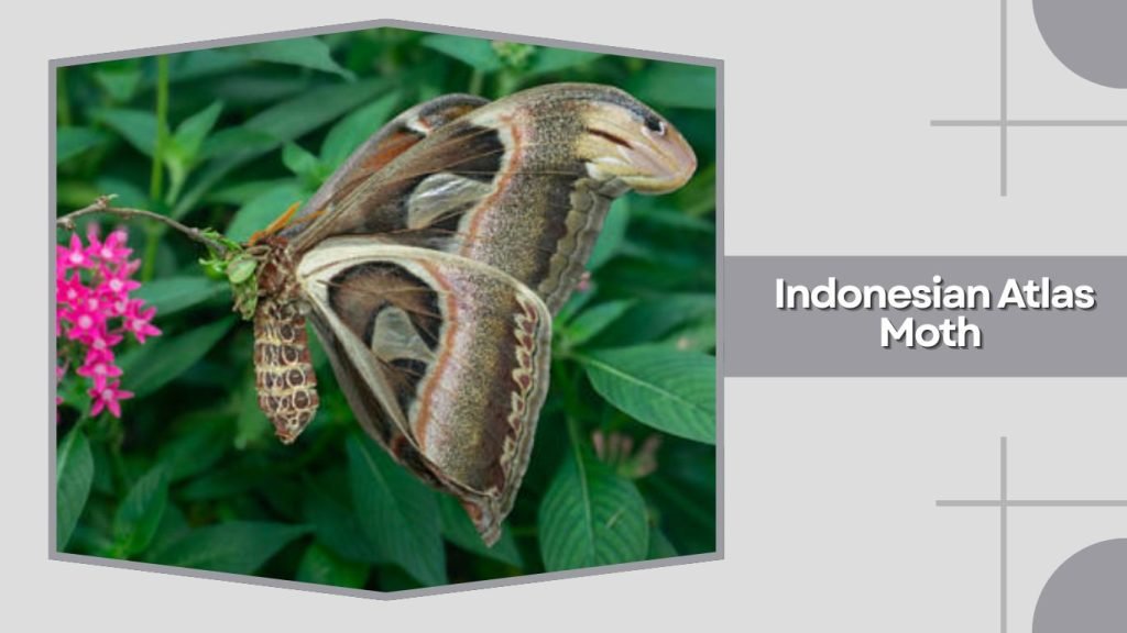 Indonesian Atlas Moth