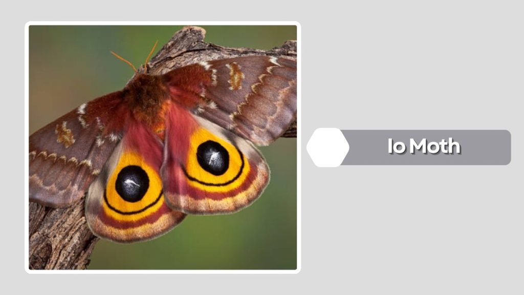 Io Moth