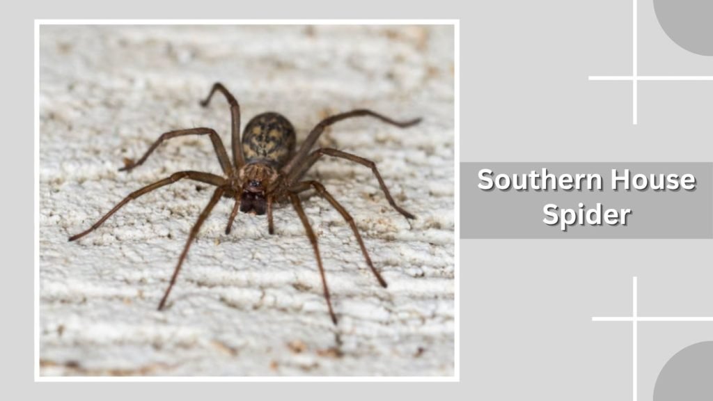 Southern House Spider
